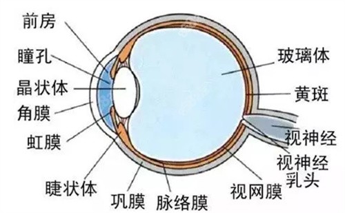 眼球结构组织图