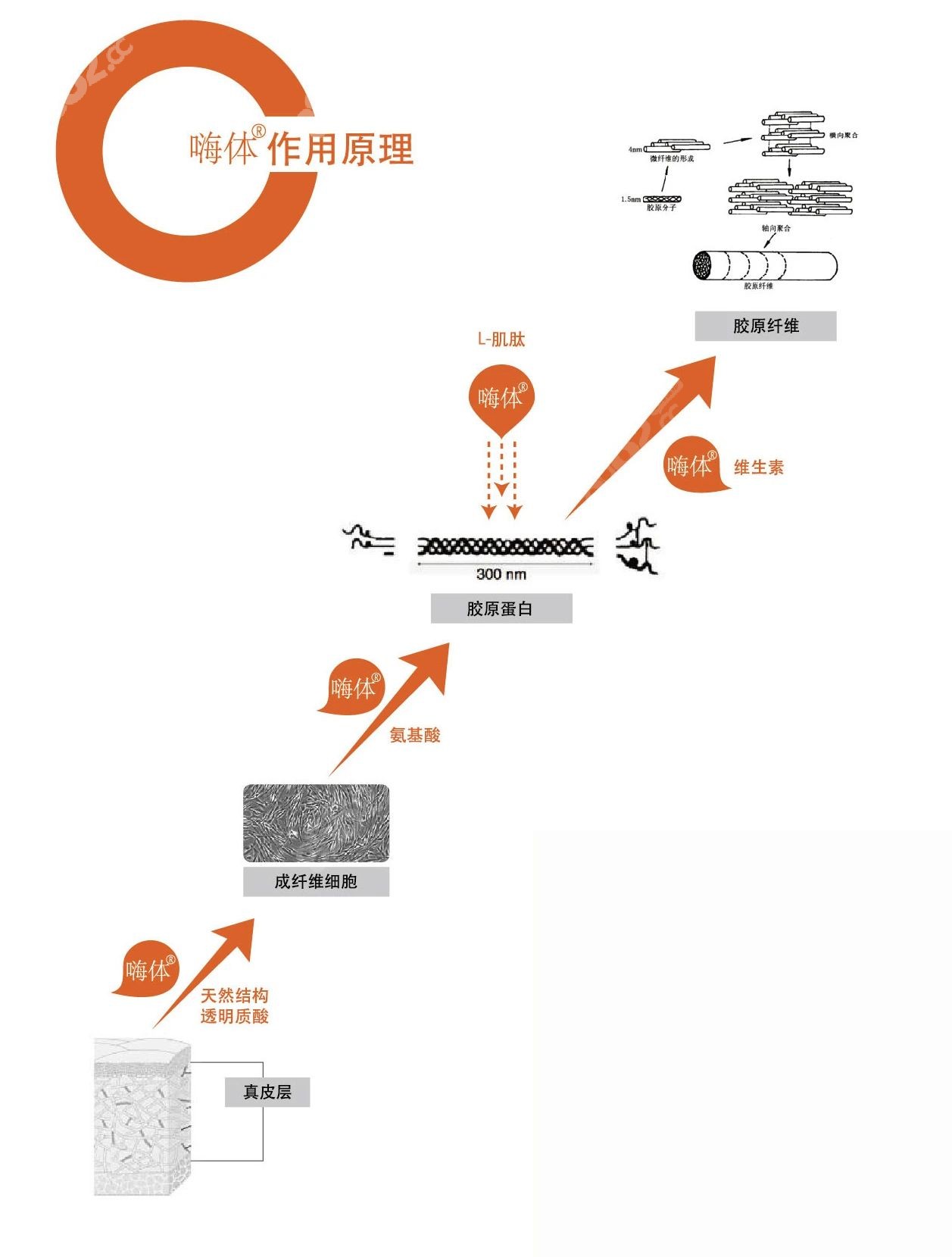 嗨体玻尿酸注射后的原理www.8682.cc