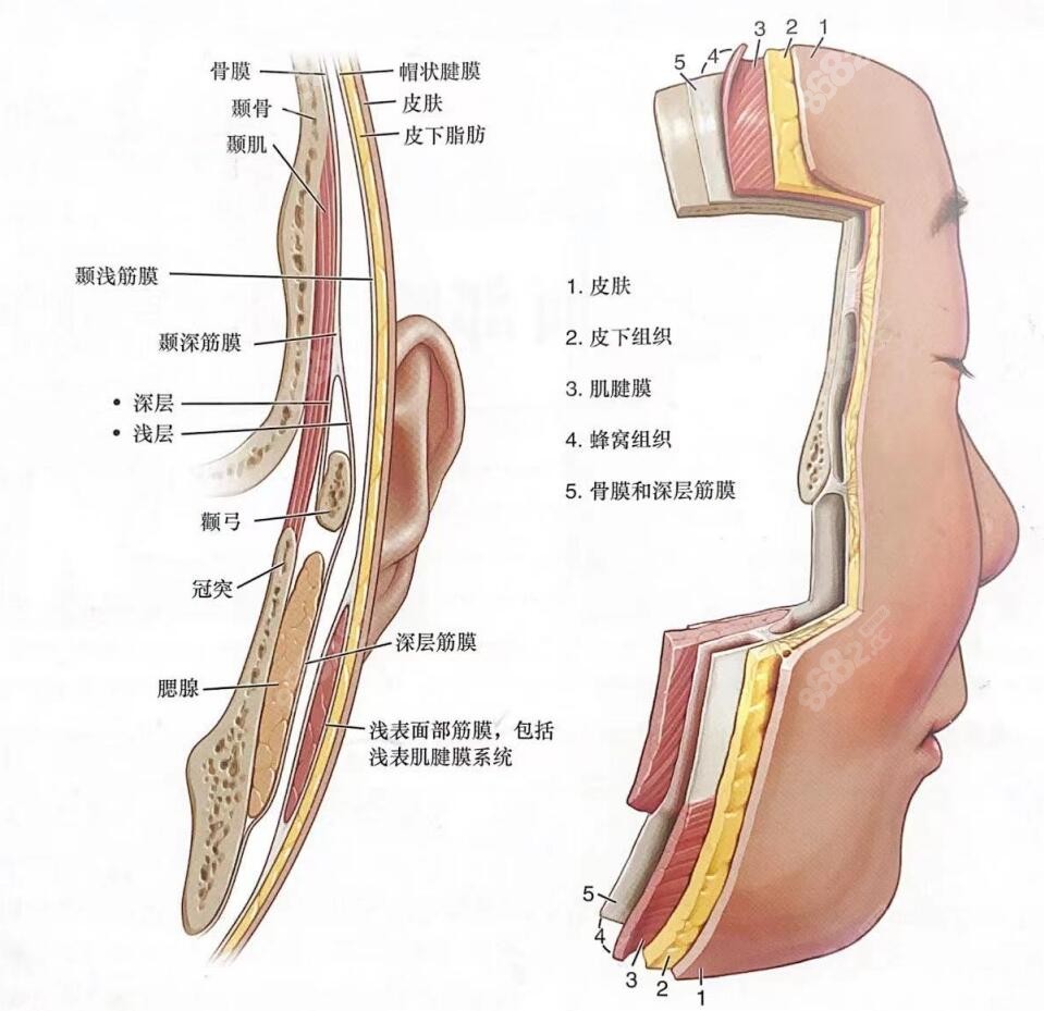 李彤彤做拉皮削离几层？