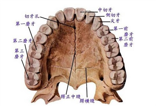 牙齿咬合结构图