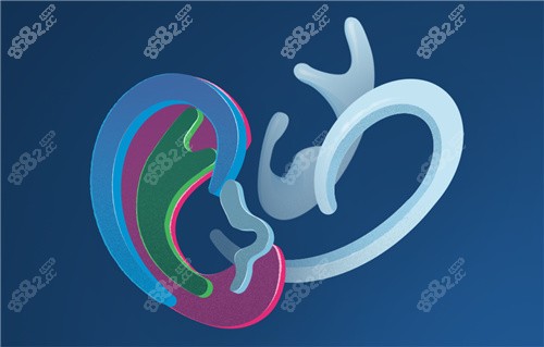外耳再造支架动画
