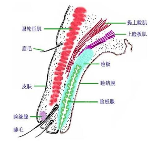 西安徐文云医生做双眼皮技术牛m.8682.cc