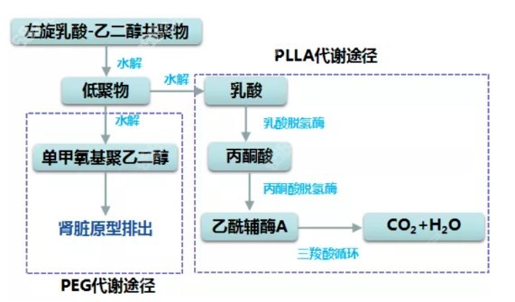 濡白天使针不含生长因子