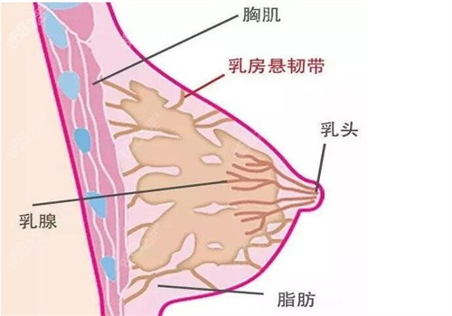 深圳南雅整形医院超脂塑乳化缩胸术的优势
