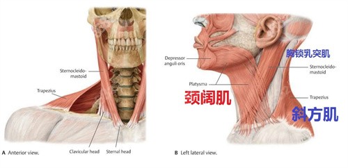 颈阔肌放松下颌缘提升多久有效