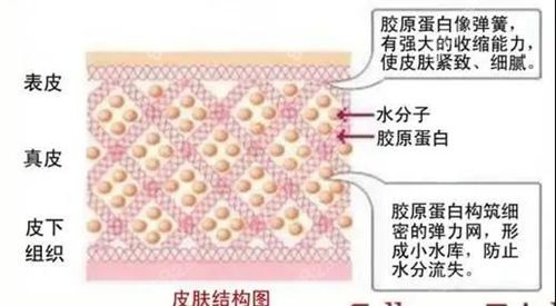 注射弗缦胶原蛋白针规格型号