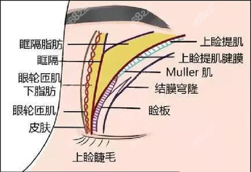 眼部组织结构图.jpg