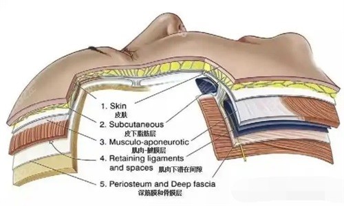 面部皮肤层次介绍漫画图