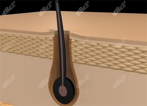 毛囊動畫模擬圖 毛囊動畫模擬圖