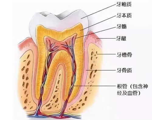 牙齿剖面图