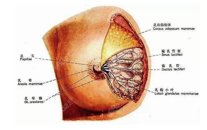 汪灏隆胸技术非常好