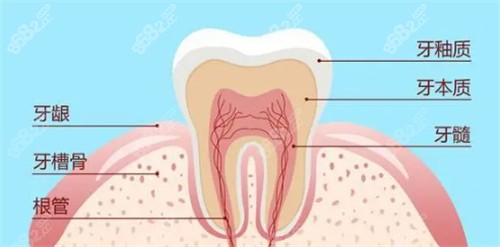 牙齿结构图示.jpg