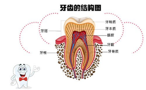 牙齿结构图.jpg