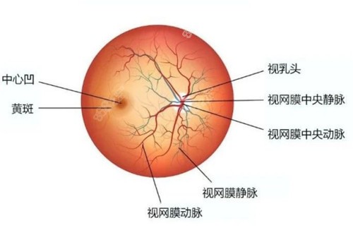 眼底结构示意图