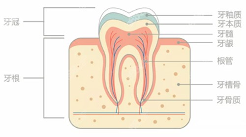牙齿结构示意图.jpg