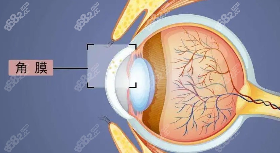 眼角膜