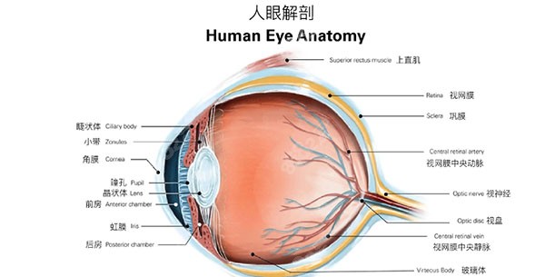 后巩膜加固术后注意事项有哪些