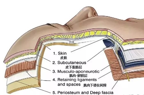 面部皮肤层次介绍