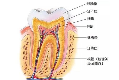 牙齿结构卡通示意图