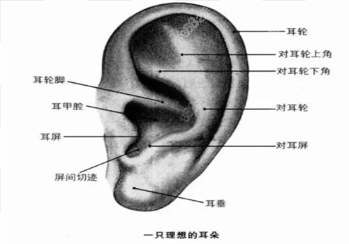 耳再造手术图