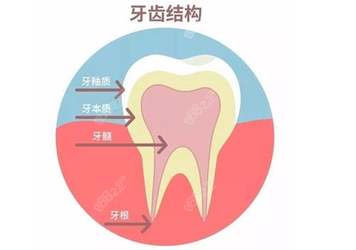 牙齿结构图