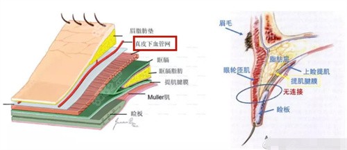 师丽丽肉条眼修复