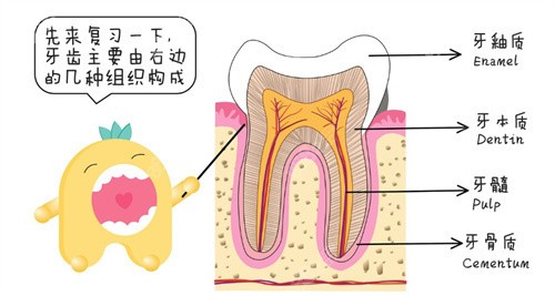 牙齿结构图