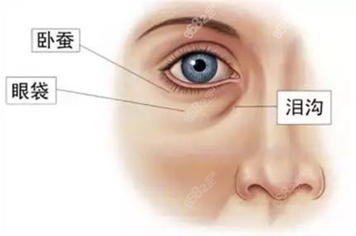 眼部结构示意图.jpg