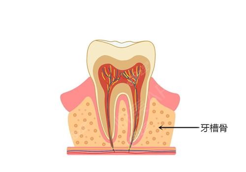 牙齿结构图