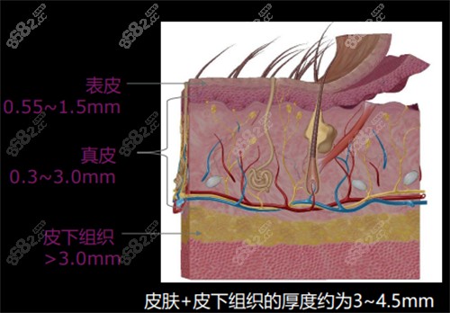 皮肤不同层次厚度图解