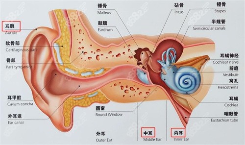 耳朵的结构.jpg