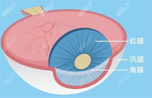 巩膜的示意图
