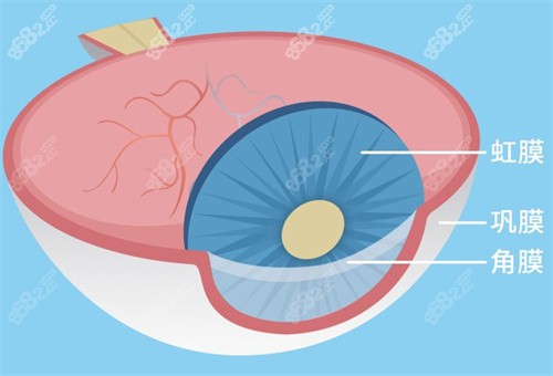 巩膜位置示意图