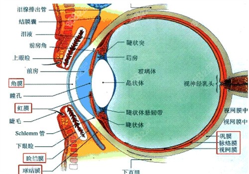 后巩膜加固术的作用和优势