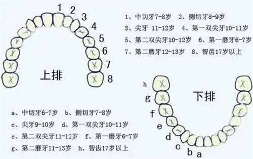 全口活动假牙的价格是多少？