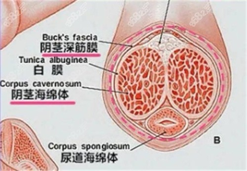 生物补片增粗怎么样