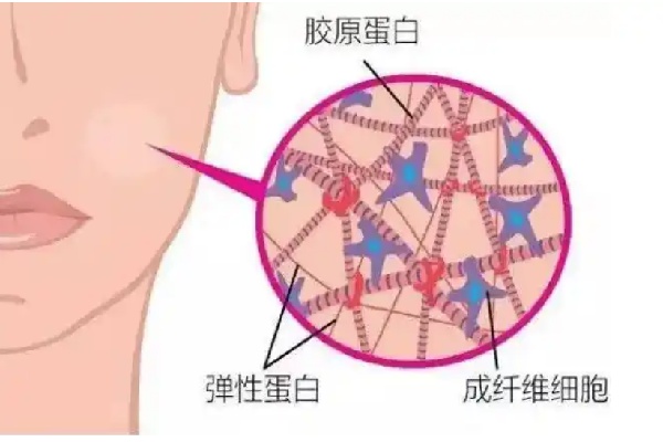 蒋铮铮医生三个项目是精精耳/高颅顶/轮廓固定付