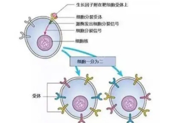 郭鑫取生长因子多少钱