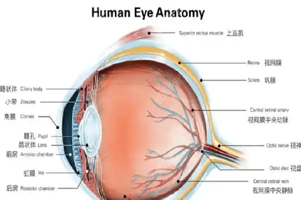 北京王乐今作眼巩膜加固术材料是生物还是自体