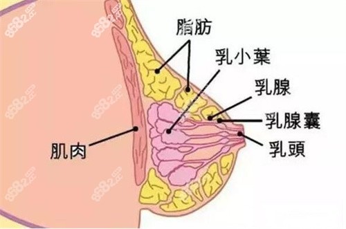 乳房图片