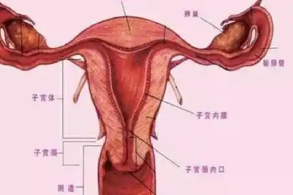 上海九龙医院私密整形紧缩针怎样?有彭艳梅认证注射技艺高