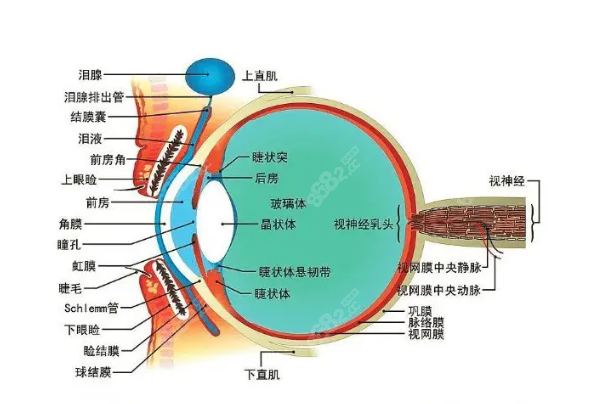 其他值得關注的后鞏膜加固術醫(yī)生