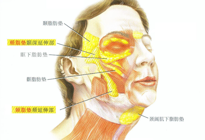 北京藝美碩德醫(yī)療脂肪科怎么樣?審美在線,脂肪存活率92%+拯救饅化凹凸不平