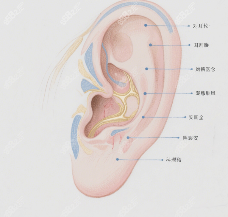 安波耳再造医生的从业资质与行业影响力www.8682.cc