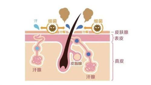 北京英煌丰胸靠谱吗？——与其他丰胸技术对比优势