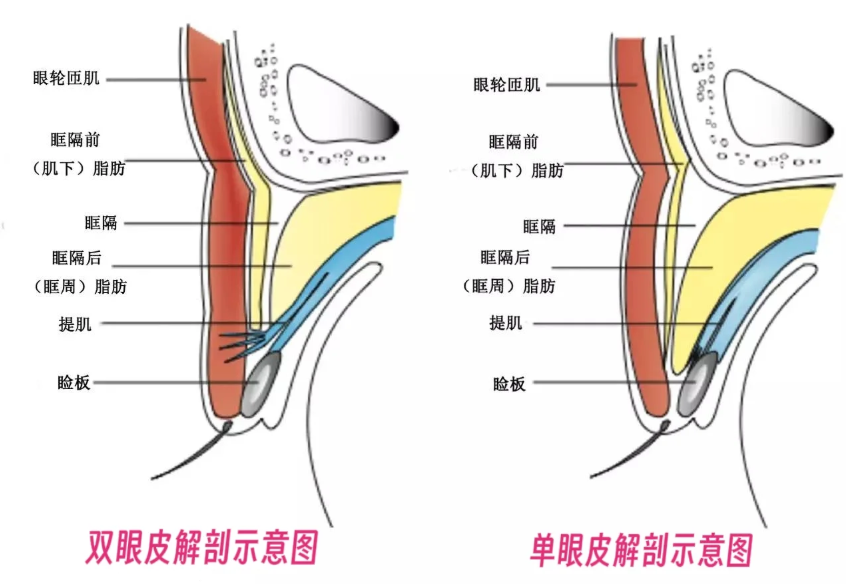 上海呂成是渠道醫(yī)生嗎
