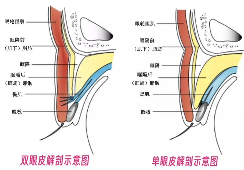 眼部問診選張春光！張春光眼部美學設計問診：分析眶骨+提肌，溫柔/靈動風格任選，修復還能避舊疤～