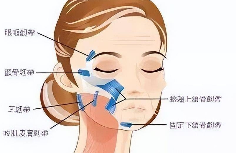 趙鵬醫(yī)生筋膜提升項目價格