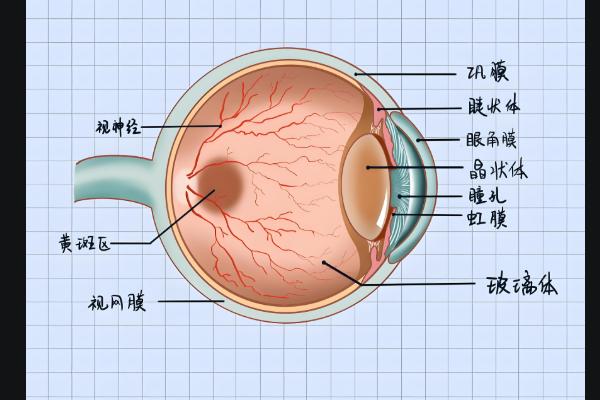 北京同仁医院王宁利坐诊时间怎么预约？在线挂号享专属顾问全程跟进！
