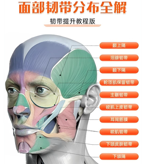 好奇张本军医生在上海做的韧带提升，就去试了下，现在感觉整个面部轮廓都变饱满了